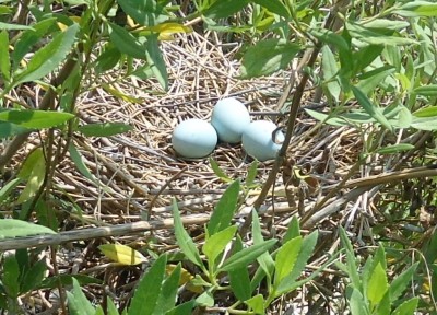 Nest1.jpg