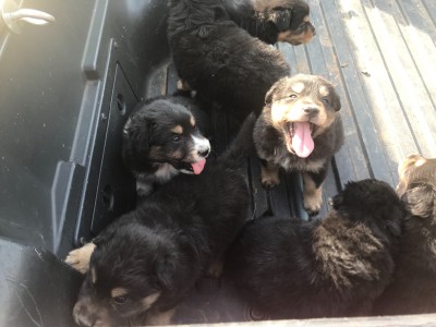 English Shepherd puppies