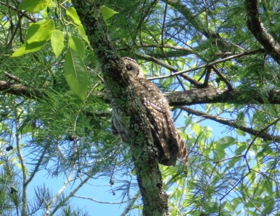 Barred Owl