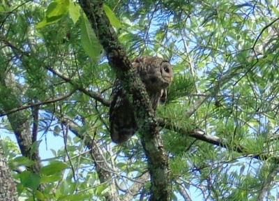 Barred Owl
