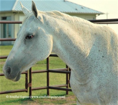 the-horses-of-soulful-equine-faith.jpeg