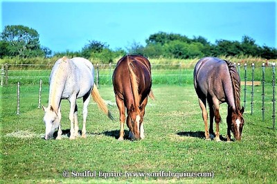 the-horses-of-soulful-equine.jpeg