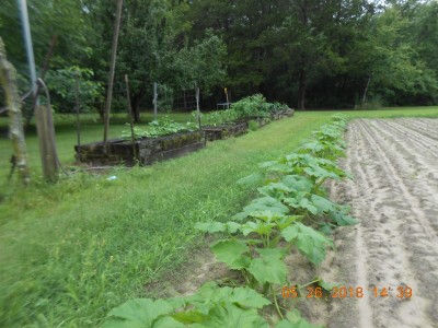 Row of Yellow Straightneck Squash