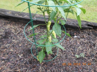 Peppers are maturing. Pickled peppers
