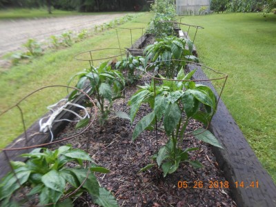 Bell Pepper plants.  We enjoy these in salads and sauces but most of all, stuffed with venison sausage and rice.