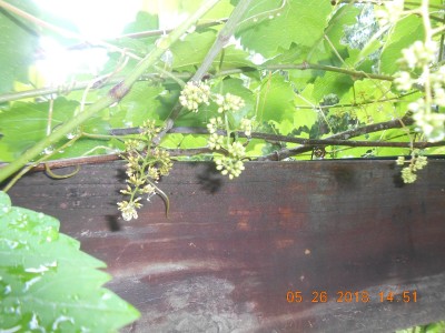 Little baby grapes enjoying the rainy weather