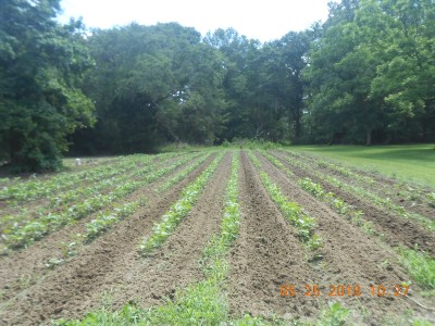 Zipper Cream Field Peas, a delicacy at our house, along with rice, corn bread, fried venison and sweet tea!
