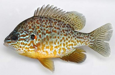 punky-pumpkinseed.jpg