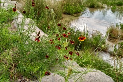 Mexican Hat wildflowers on Guadalupe River bank
