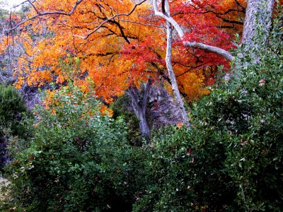 Lost Maples State Park