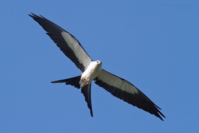 STKite-ParedesFULL.jpg