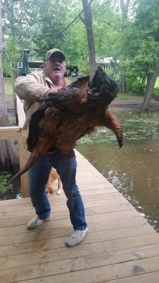 Snapping Turtle.jpg