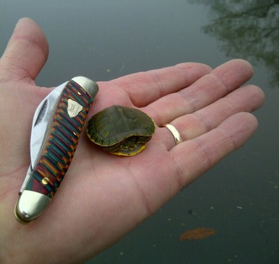 Knife and turtle