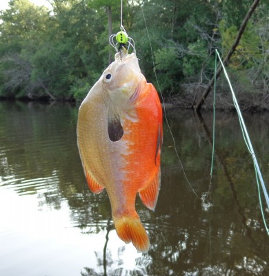 longear sunfish