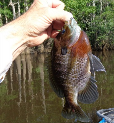 Bluegill