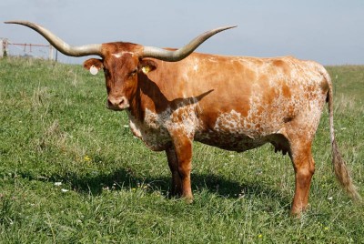 longhorn cow.jpg