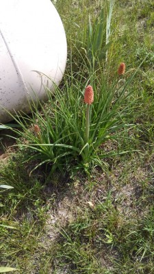 20180618_172657.jpg