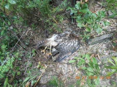 An electrocuted hawk.