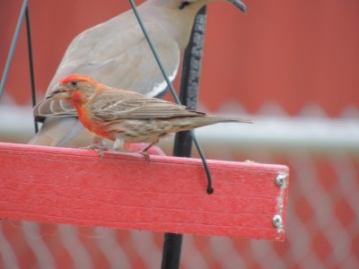DSCN4566.JPG