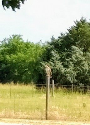 Red-tail Hawk