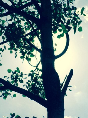 photo (11).JPG
