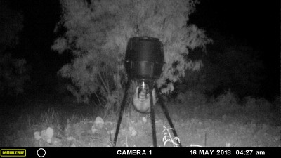 Coon 1.JPG