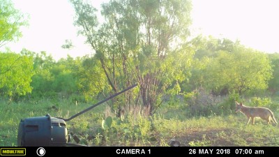 Coyote 1.JPG