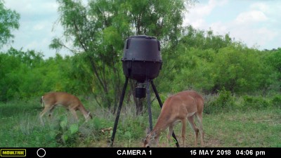 Deer 6.JPG