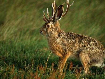 jackalope_192.jpg