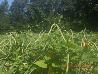Zipper Creams ready for picking.