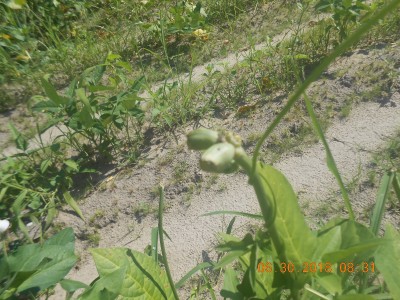 Evidence the deer started picking early.