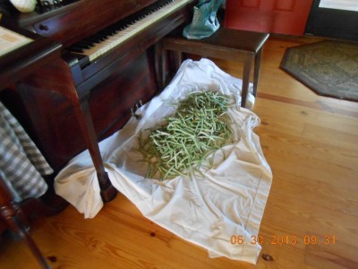 Peas need to cool when brought in from the field, poured out on a bed sheet, A/c and ceiling fan going.