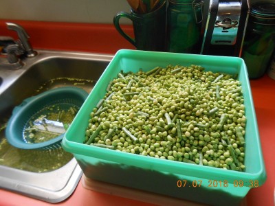 Peas ready for blanching in the freezing process.