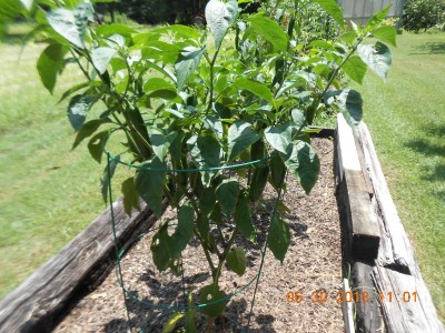 Jalapeno peppers