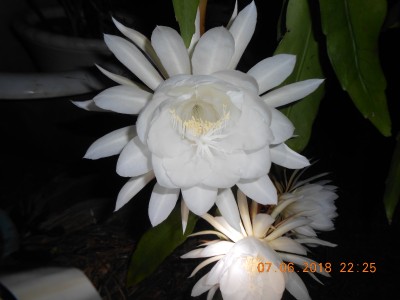 Night Blooming Cereus