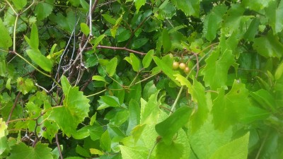 20180720_110914.jpg
