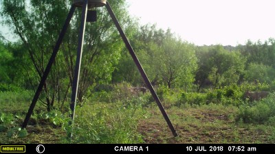 Coyote 1.JPG