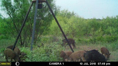 Hogs 1.JPG