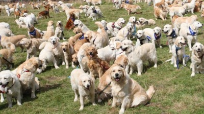 Golden Retrievers.jpg