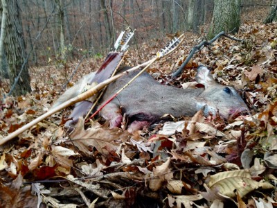 deer - 1.jpg
