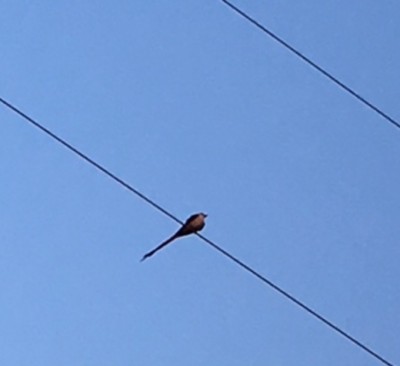 Long tail bird