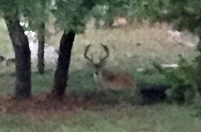 Whitetail Buck #2.jpg