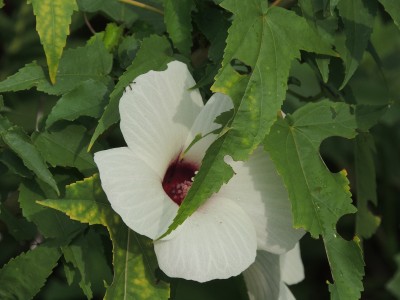 DSCN4794.JPG