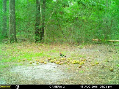 Pileated Wood Pecker