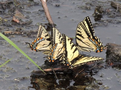 RSCN3961.JPG