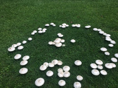Fairy Ring 2 .jpeg