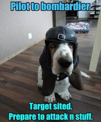 PTB-Basset-Hound.jpg