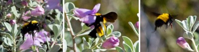 Bumble Bee Collage.jpg