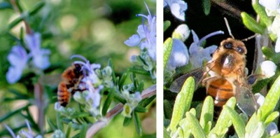Honey Bee Collage.jpg