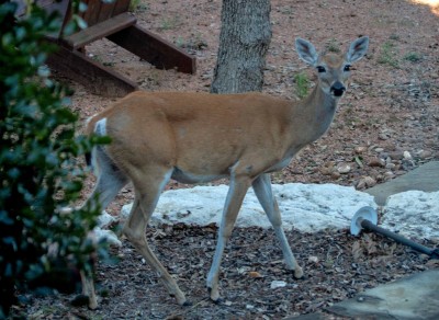 Deer Eating Acorns small.jpg